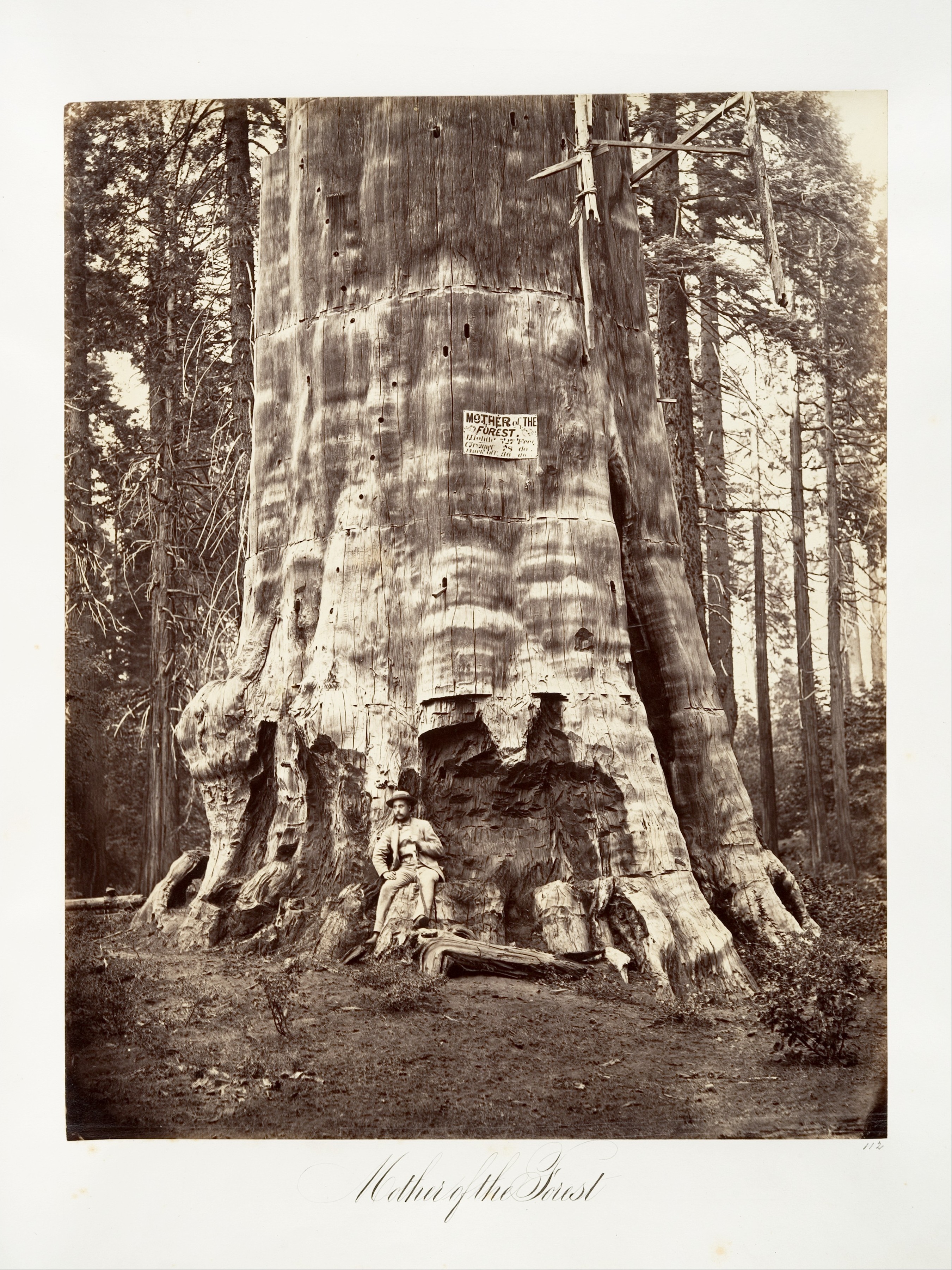 Мать леса, 1865–66. Автор Карлтон Э. Уоткинс