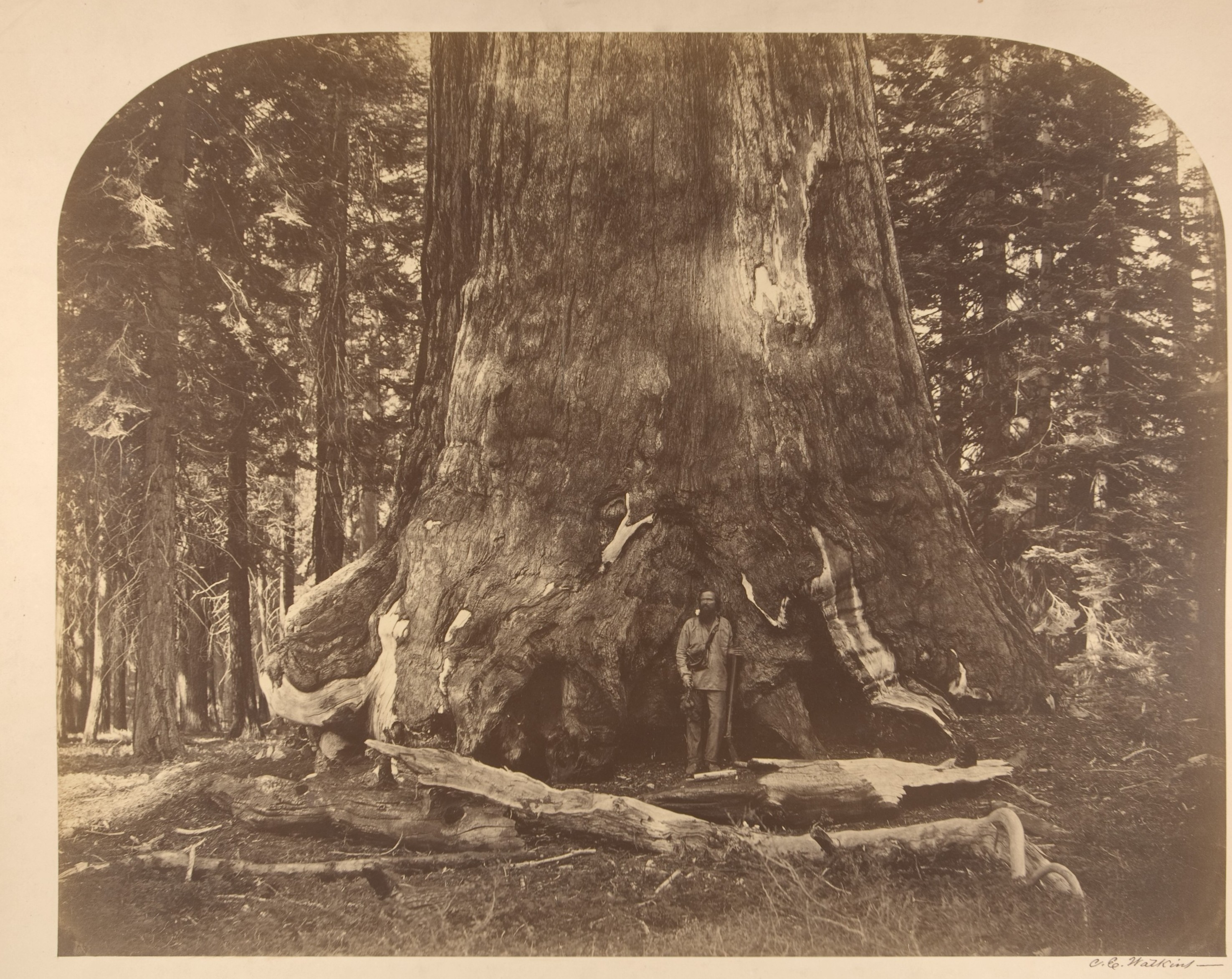 Роща гигантских секвой Марипоса, парк Йосемити, Калифорния, США, 1861. Автор Карлтон Э. Уоткинс