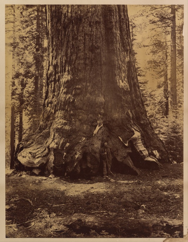 Среди гигантских секвой в роще Марипоса, Йосемити, Калифорния, США, 1865–66. Автор Карлтон Э. Уоткинс