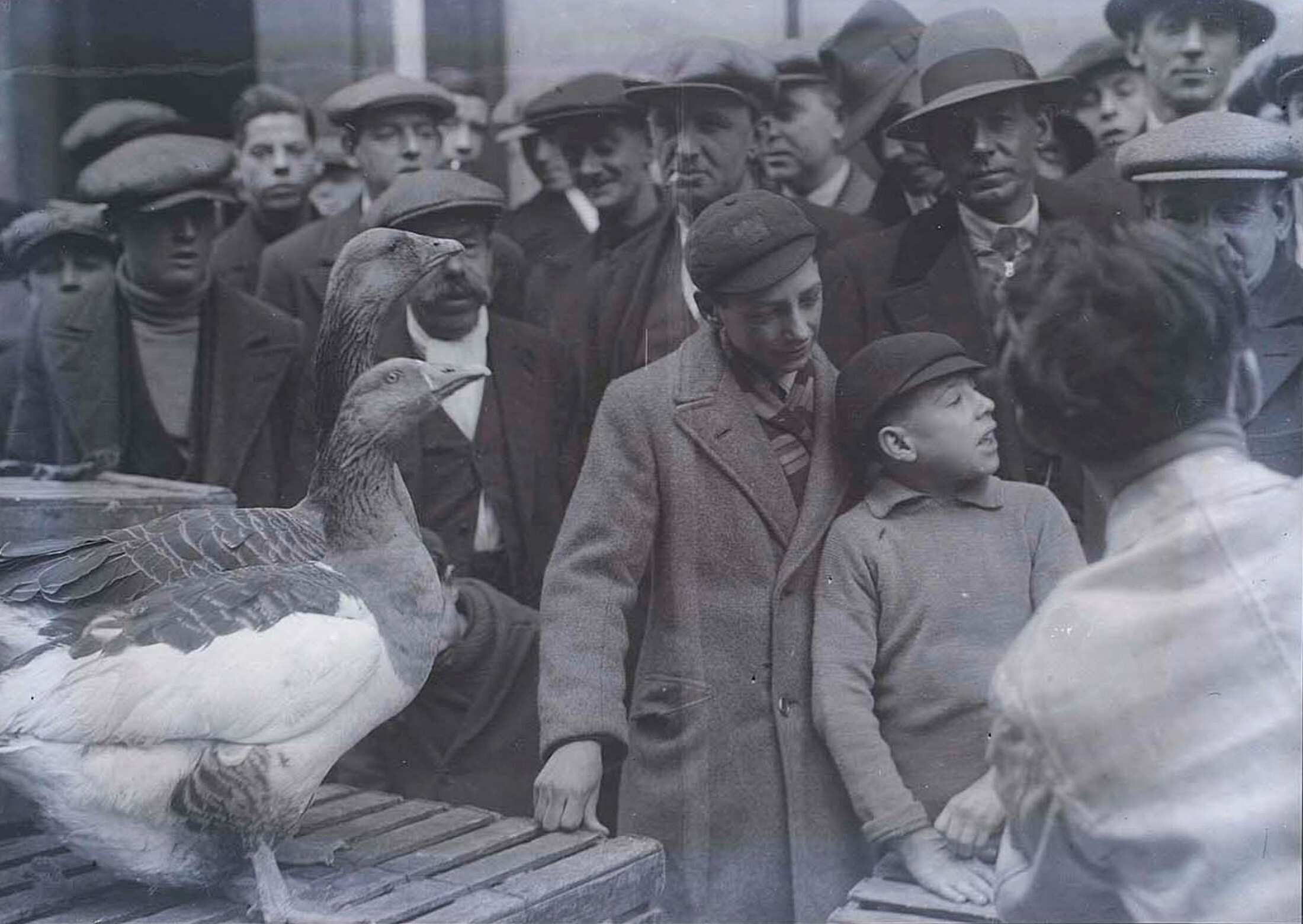 Гуси на рынке, Англия, 1932. Фотограф Мартин Мункачи