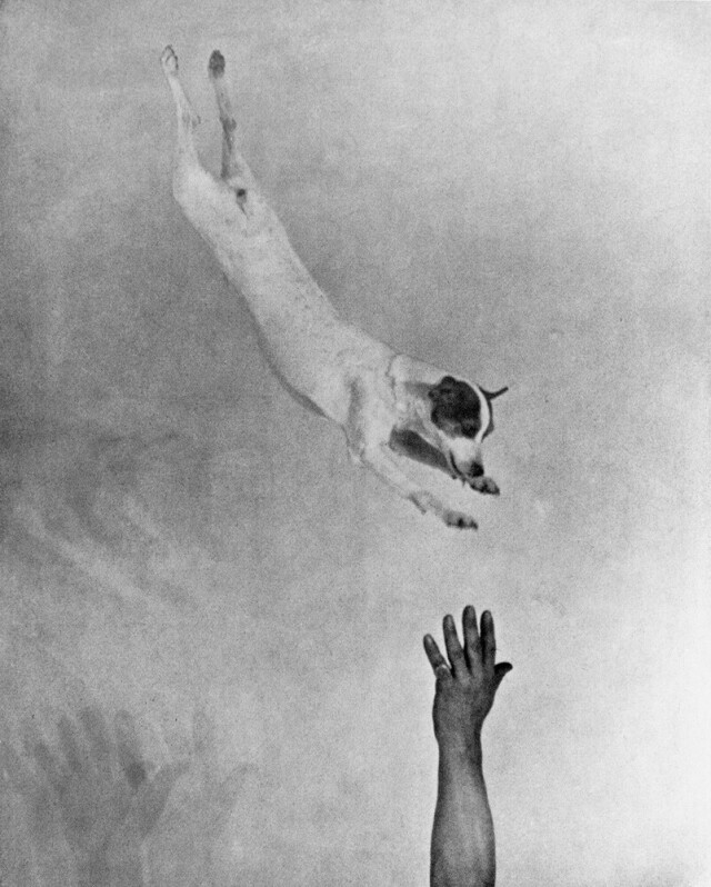 Фокстерьер в прыжке, ок.1930. Фотограф Мартин Мункачи