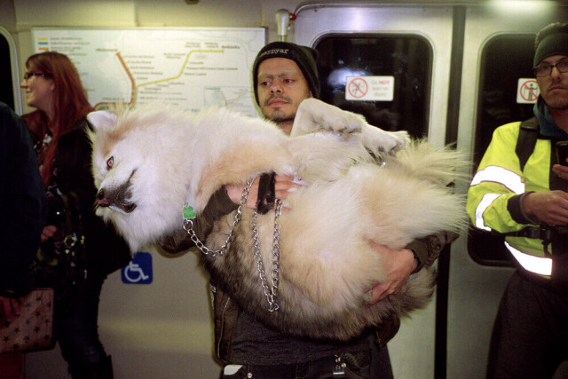 С собакой в общественном транспорте. Фотограф Дэвид Рут