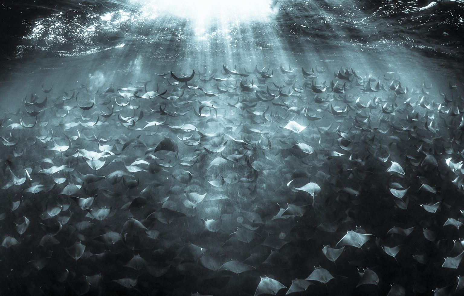 Поощрительная премия в категории Под водой, 2020. Мобулы в море Кортеса. Автор Исун Тепсаскул