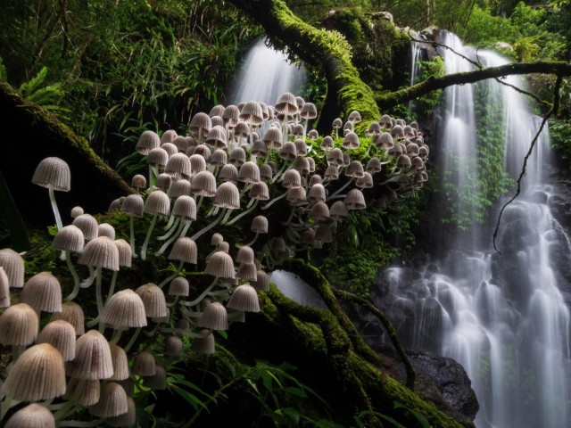2 место в категории «Растения и грибы», 2020. «Зачарованный лес». Национальный парк Ламингтон в Австралии. Автор Кевин Де Ври