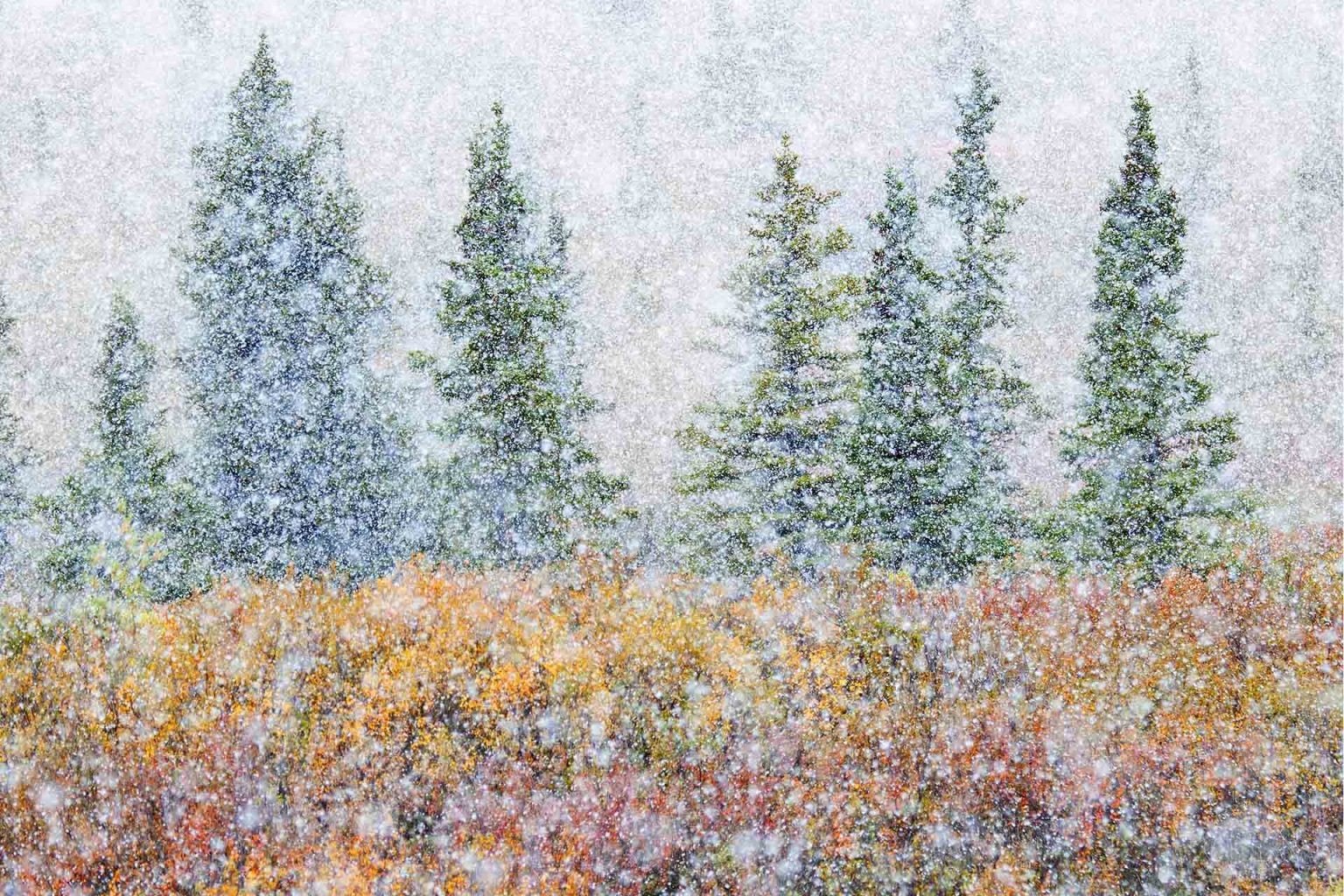 Поощрительная премия в категории Искусство природы, 2020. Первый снег в сентябре, Аляска. Автор Алессандро Карбони