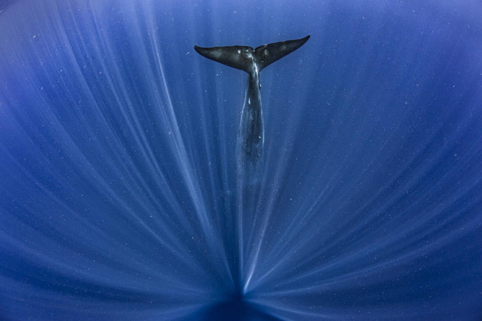 Поощрительная премия в категории Под водой, 2020. Большой синий. Снято у побережья Тринкомали, Шри-Ланка. Автор Пол Гольдштейн