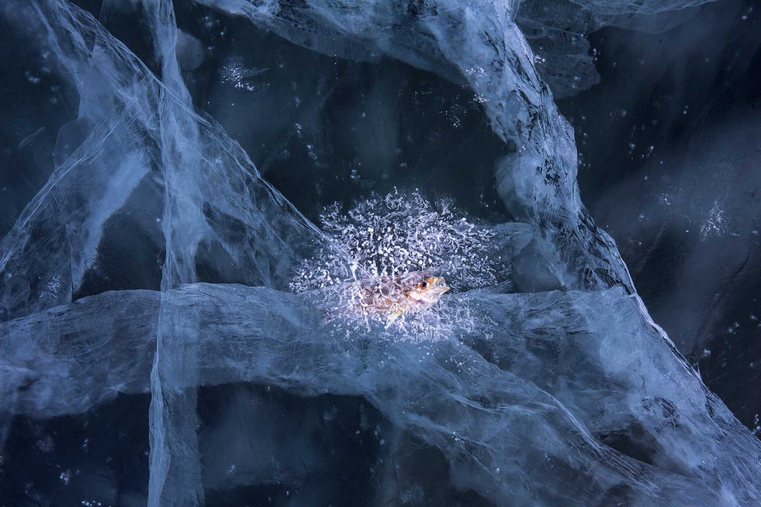 1 место в категории Искусство природы, 2020. Рыбка в замёрзшем озере Байкал. Автор Андреа Поцци