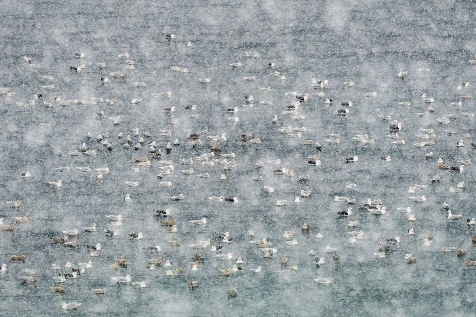 2 место в категории Искусство природы, 2020. Штормовой ветер, метель, бурное море и птицы в Исландии. Автор Алессандро Карбони