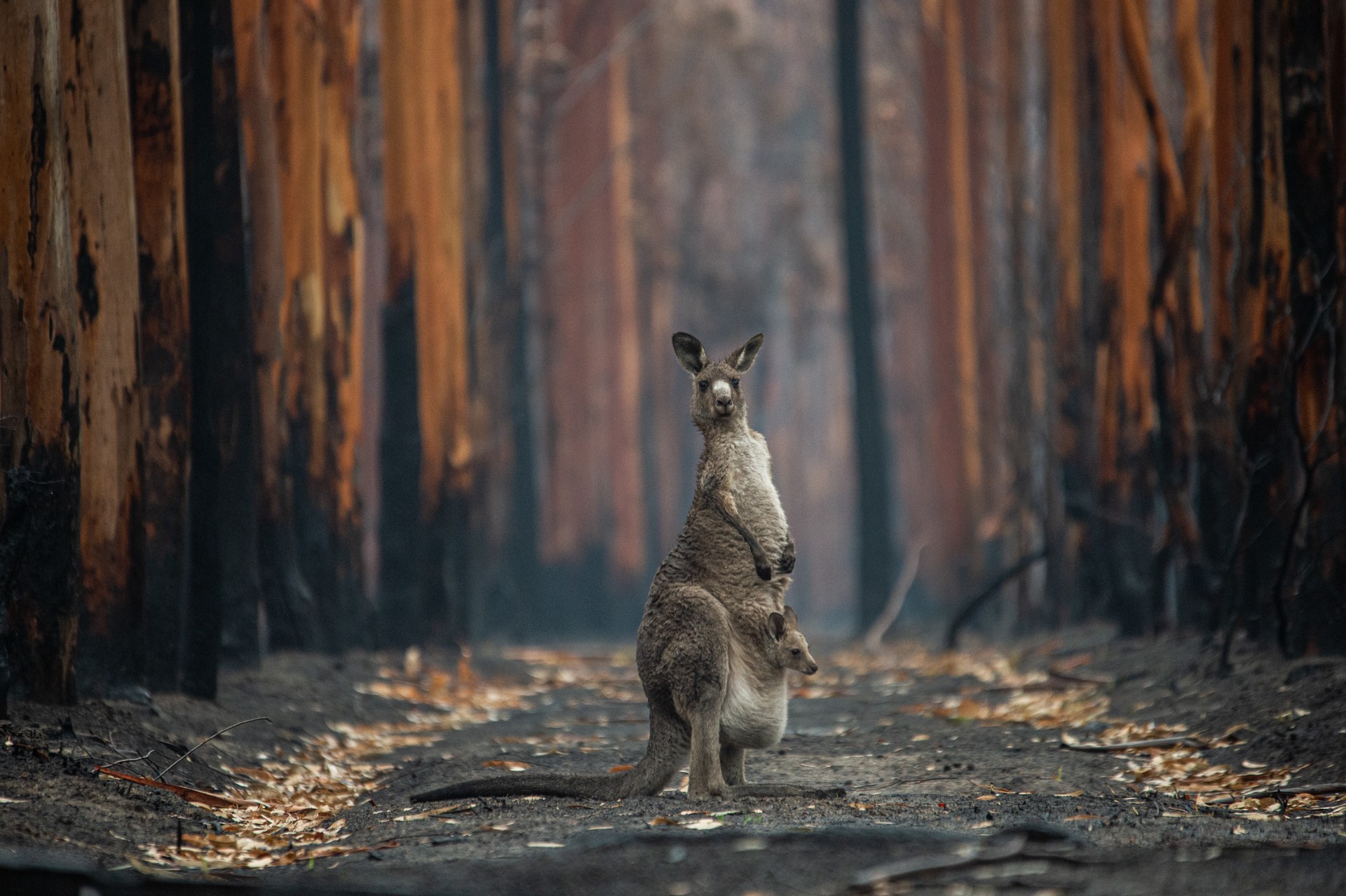 1 место в категории Человек и природа, 2020. Надежда в сгоревшем лесу. Австралия. Автор Джо-Энн МакАртур