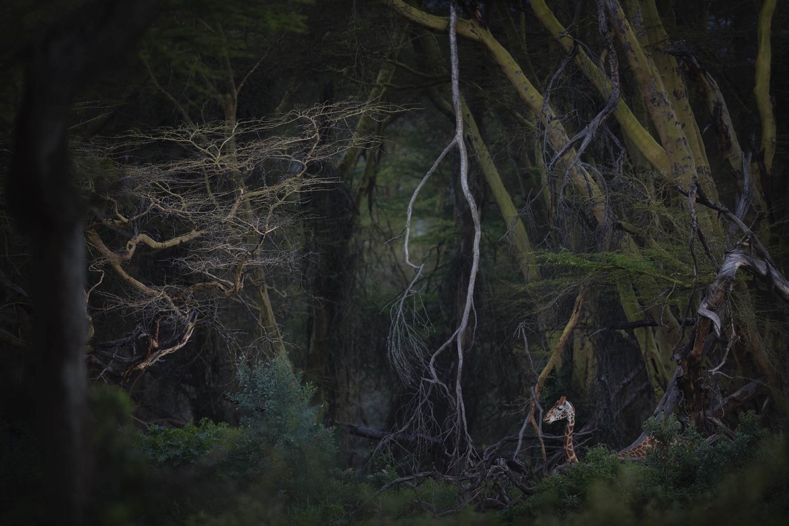 Главный победитель Nature Photographer of the Year и 1 место в категории Млекопитающие, 2020. Парк Юрского периода. Национальный парк Озеро Накуру, Кения. Автор Роберто Марчегиани