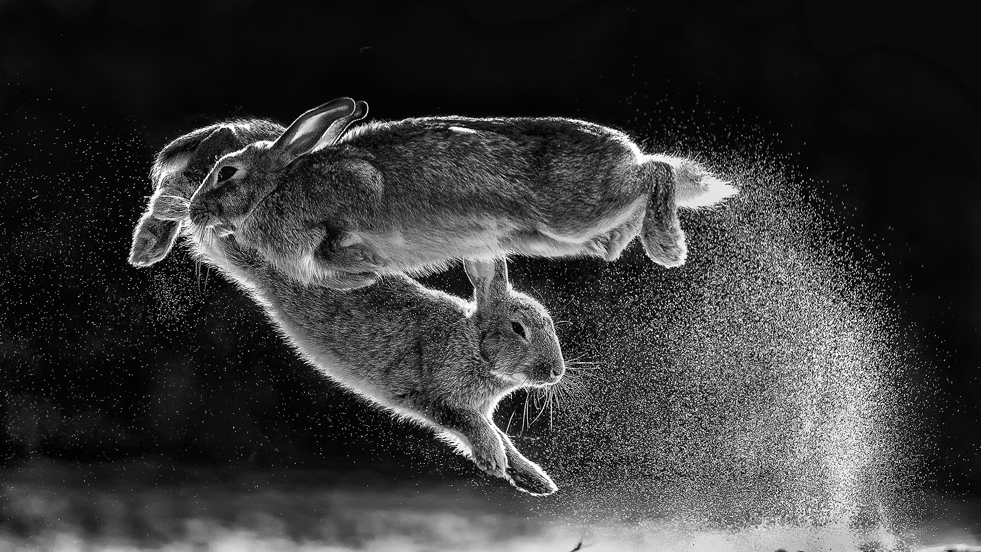 Победитель в категории Чёрно-белое фото. Прыжок. Автор Чаба Дарочи