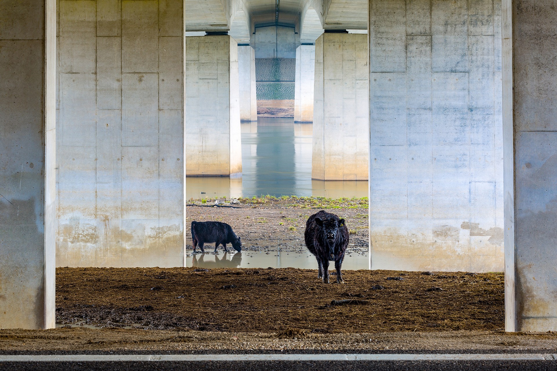 Победитель в категории Пейзажи низменностей. Галловейскте коровы под мостом. Автор Карин де Йонге