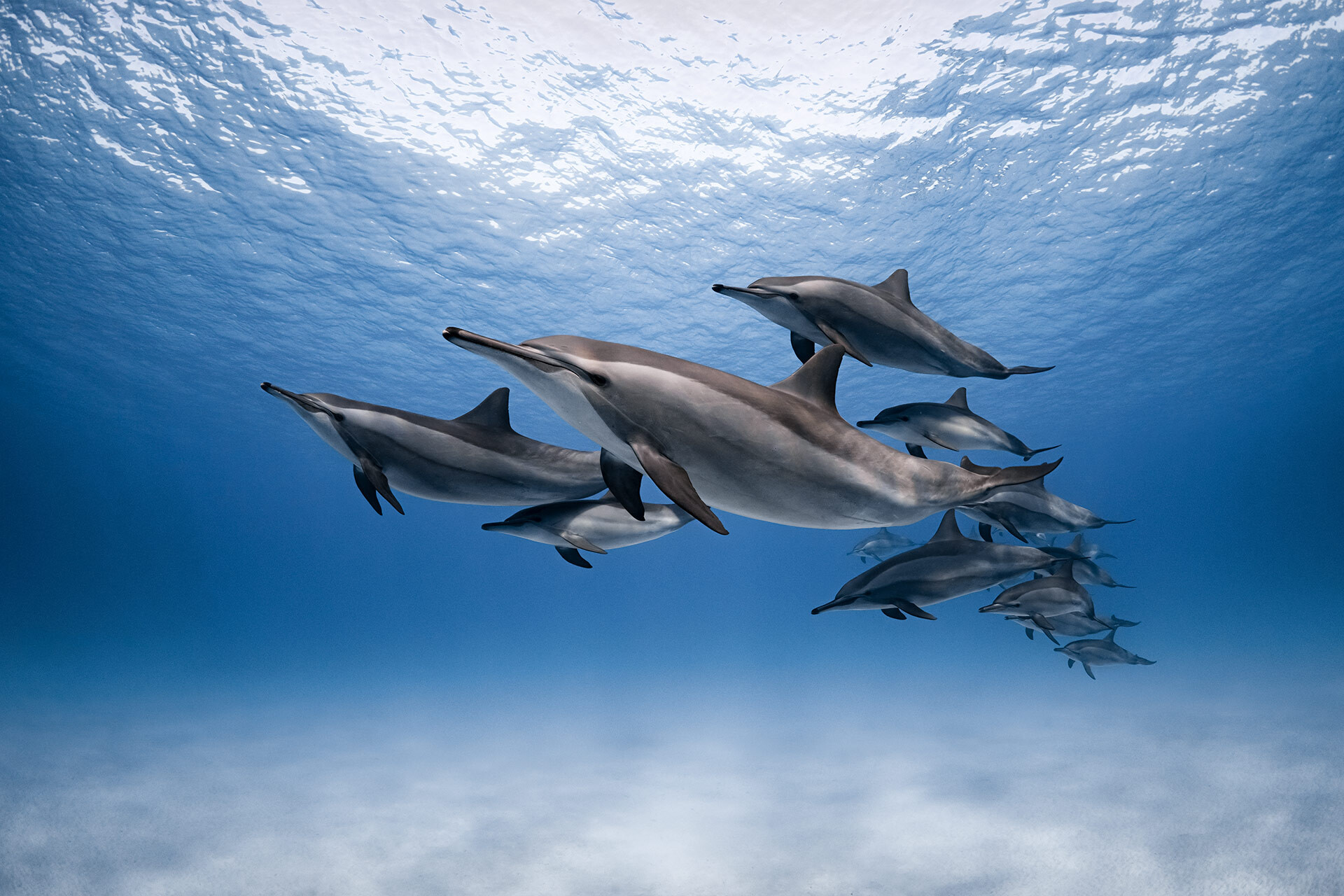 2 место в категории Под водой, 2021. Дельфины в Красном море. Автор Дмитрий Кох