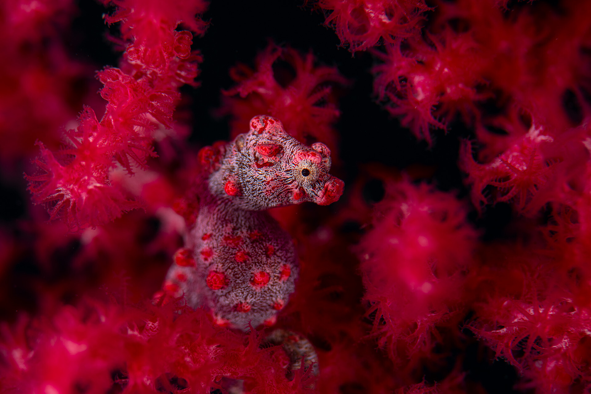 1 место в категории Под водой, 2021. Красный в красном. Карликовый морской конёк – мастер маскировки в горгоновых кораллах. Автор Георг Нис