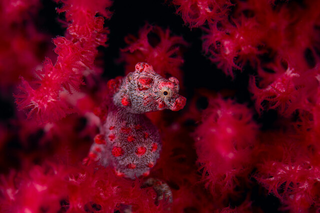 1 место в категории «Под водой», 2021. «Красный в красном». Карликовый морской конёк – мастер маскировки в горгоновых кораллах. Автор Георг Нис