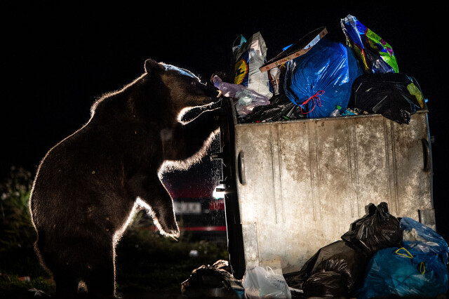 2 место в категории «Человек и природа», 2021. «Необычный посетитель». Медведь у переполненного мусорного бака в румынском городке. Автор Дэвид Хап