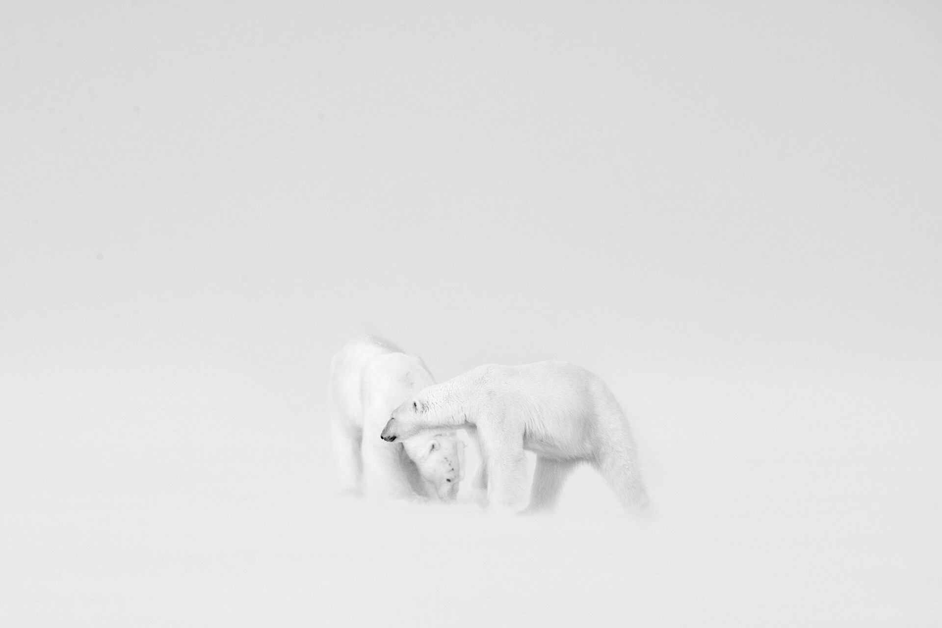 1 место в категории «Чёрно-белое фото», 2021. Белые медведи в процессе ухаживания на Шпицбергене. Автор Рой Галиц