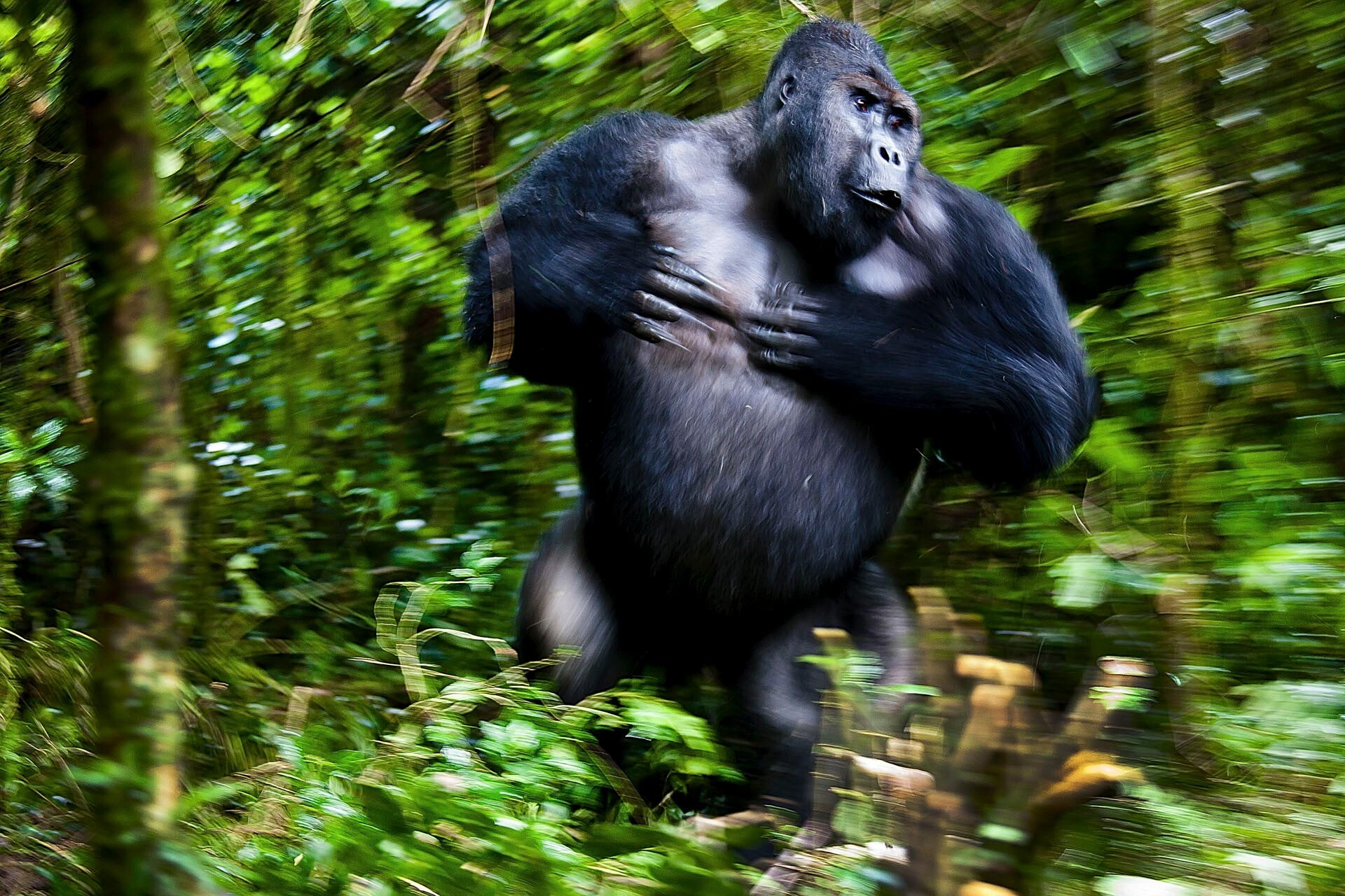 1 место в категории Млекопитающие, 2021. Горилла Чиманука в национальном парке Кахузи-Биега, Конго. Автор Йозеф Фридхубер