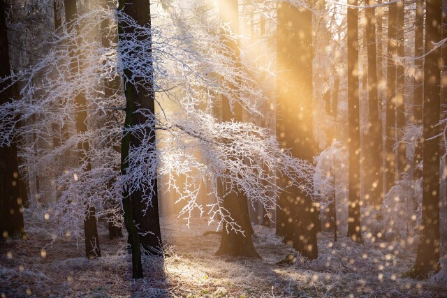 1 место в категории «Растения и грибы», 2021. «Мороз и солнце». Лес в инее близ города Линц, Австрия, Автор Руперт Коглер