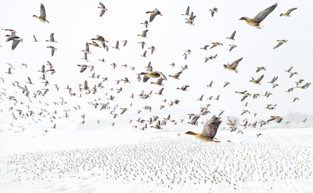 Главный победитель Nature Photographer of the Year и 1 место в категории «Птицы», 2021. Зимняя миграция. Автор Терже Колаас