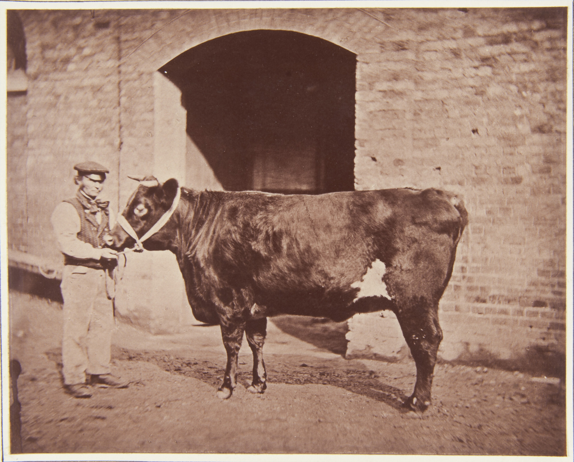 Мужчина с быком, 1857. Фотограф Густав Уильям Генри Маллинс