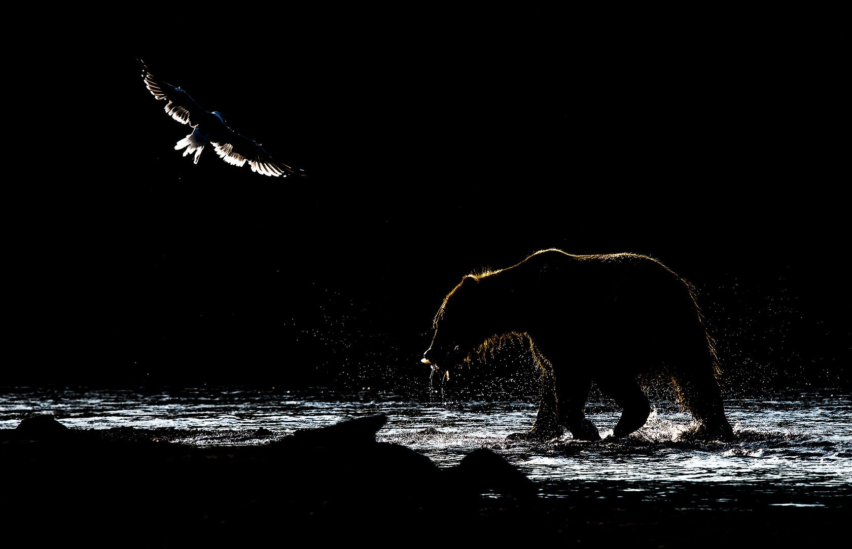 Финалист в категории Дикие животные, 2020. В низком ключе. Медведь с рыбой на Курильском озере, Камчатский край. Автор Владимир Кушнарев