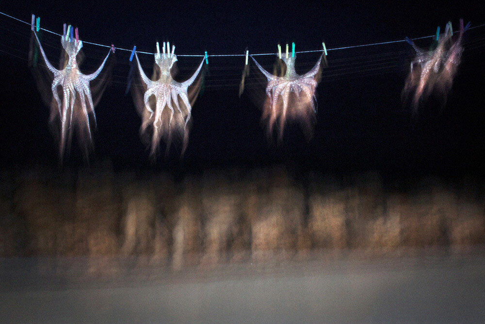 Осьминоги. Фотограф Харалампос Кидонакис