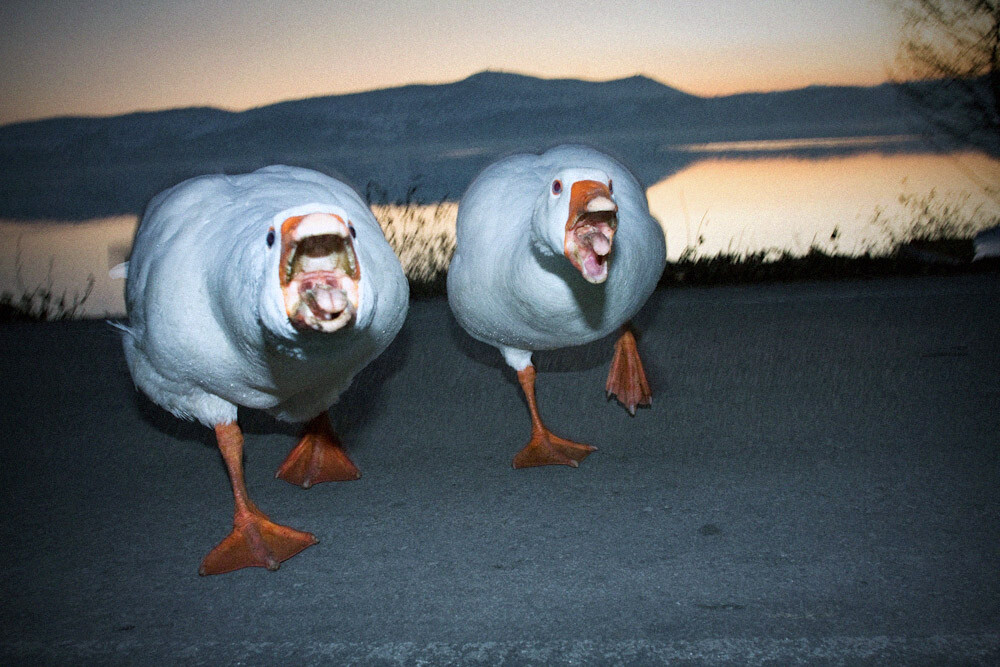 Злые гуси. Кастория, 2012. Фотограф Харалампос Кидонакис