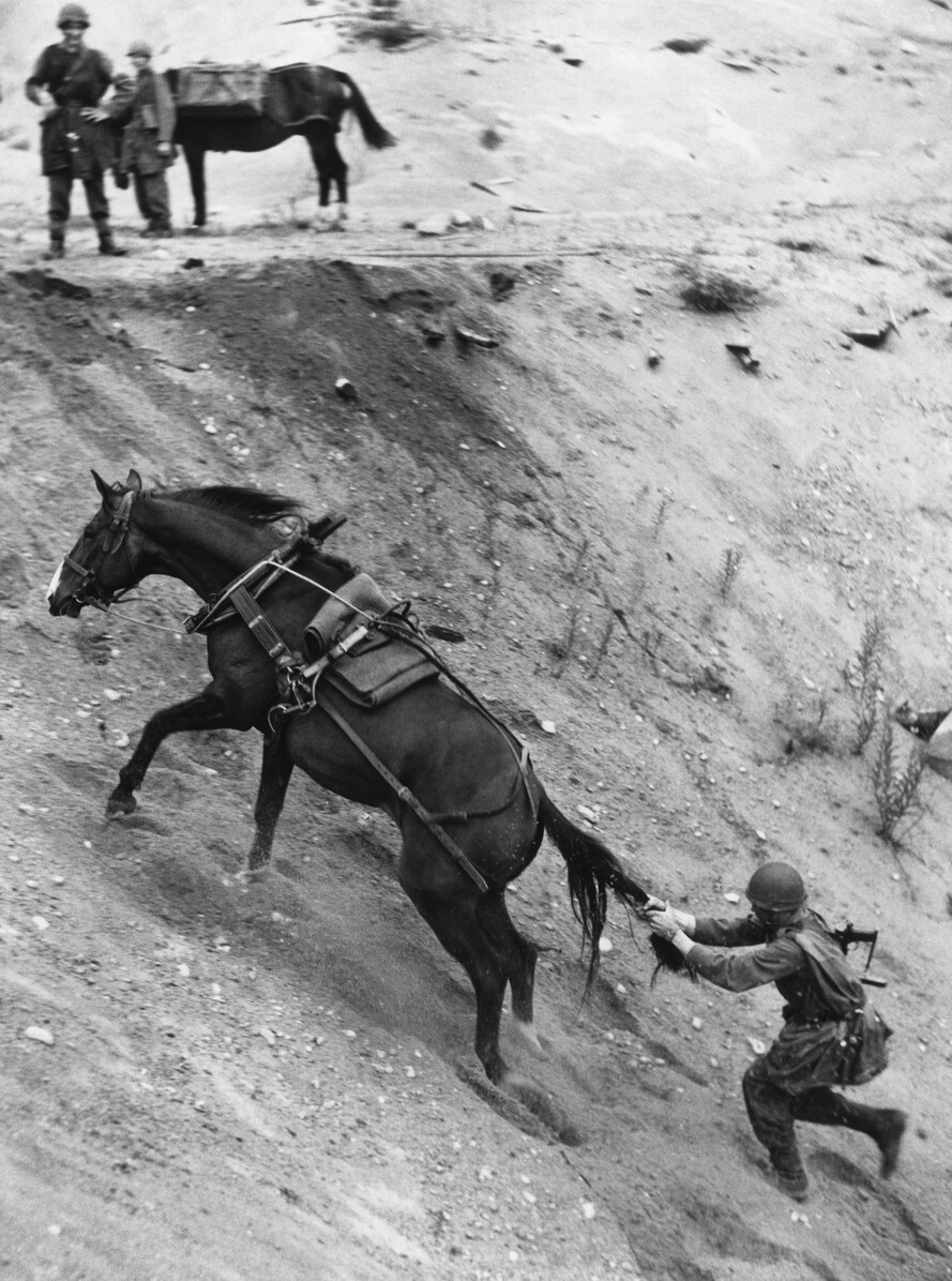 Солдат держится за хвост лошади. Боден, 1952. Фотограф Ганс Мальмберг