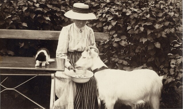 Женщина с козой. Швеция, 1913