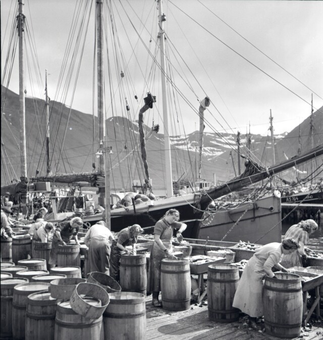Чистка рыбы в исландском порту, 1948. Фотограф Карл Рен