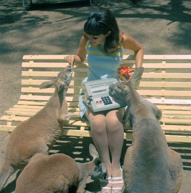 Женщина в окружении трёх любопытных кенгуру. Австралия, 1960-е. Фотограф КВ Гуллерс
