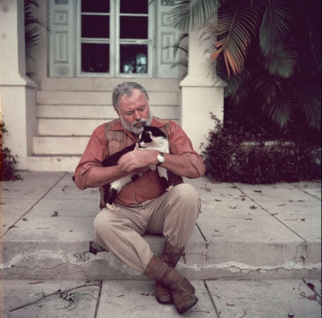 Эрнест Хемингуэй с кошкой на руках у своего дома. Куба, 1954. Фотограф Ганс Мальмберг