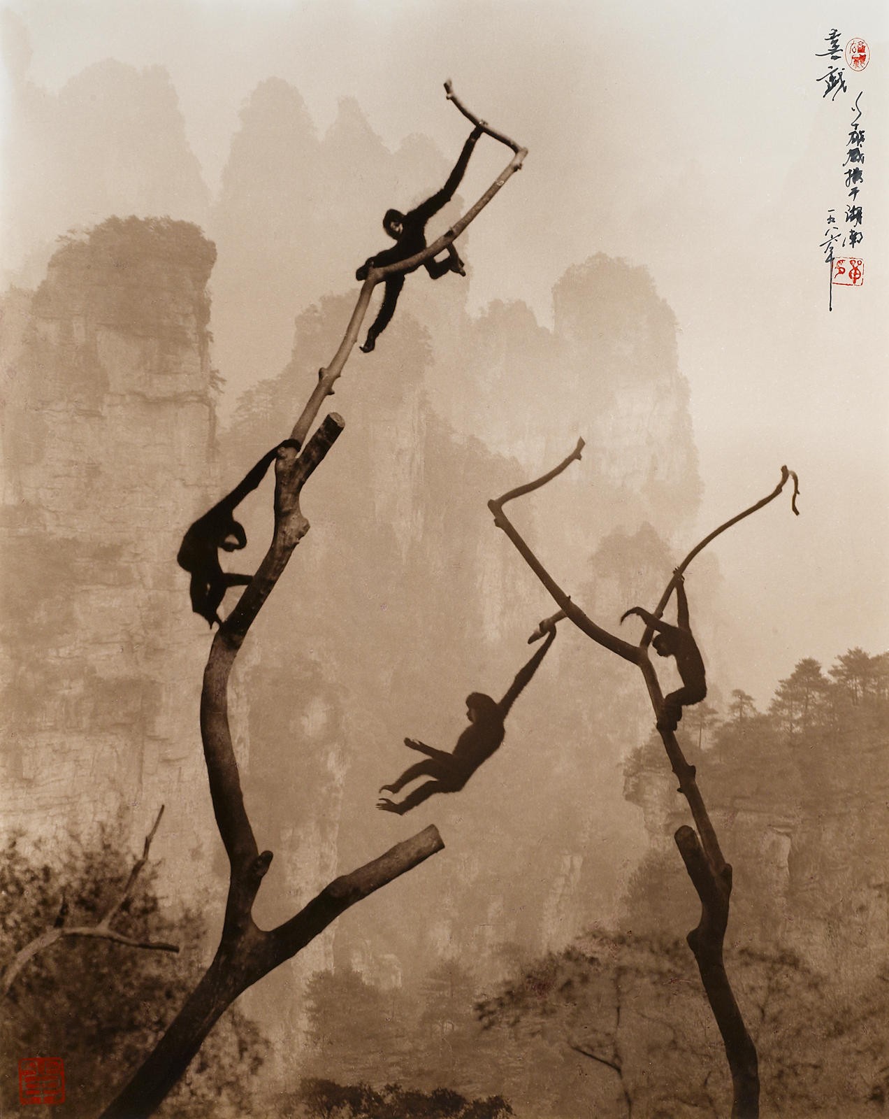 Игривые гиббоны в горах Тяньцзи, 1986. Автор Дон Хонг-Оай