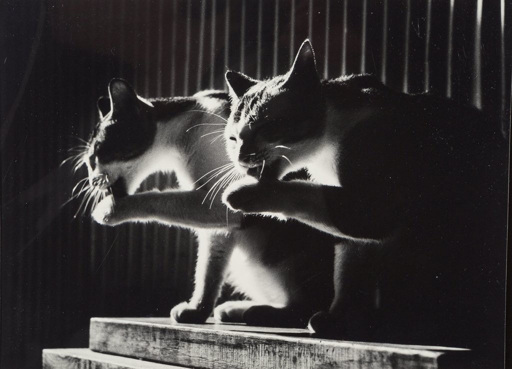 Коты, 1984. Автор Дон Хонг-Оай