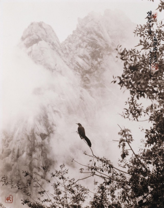 Птица на дереве в горах. Автор Дон Хонг-Оай