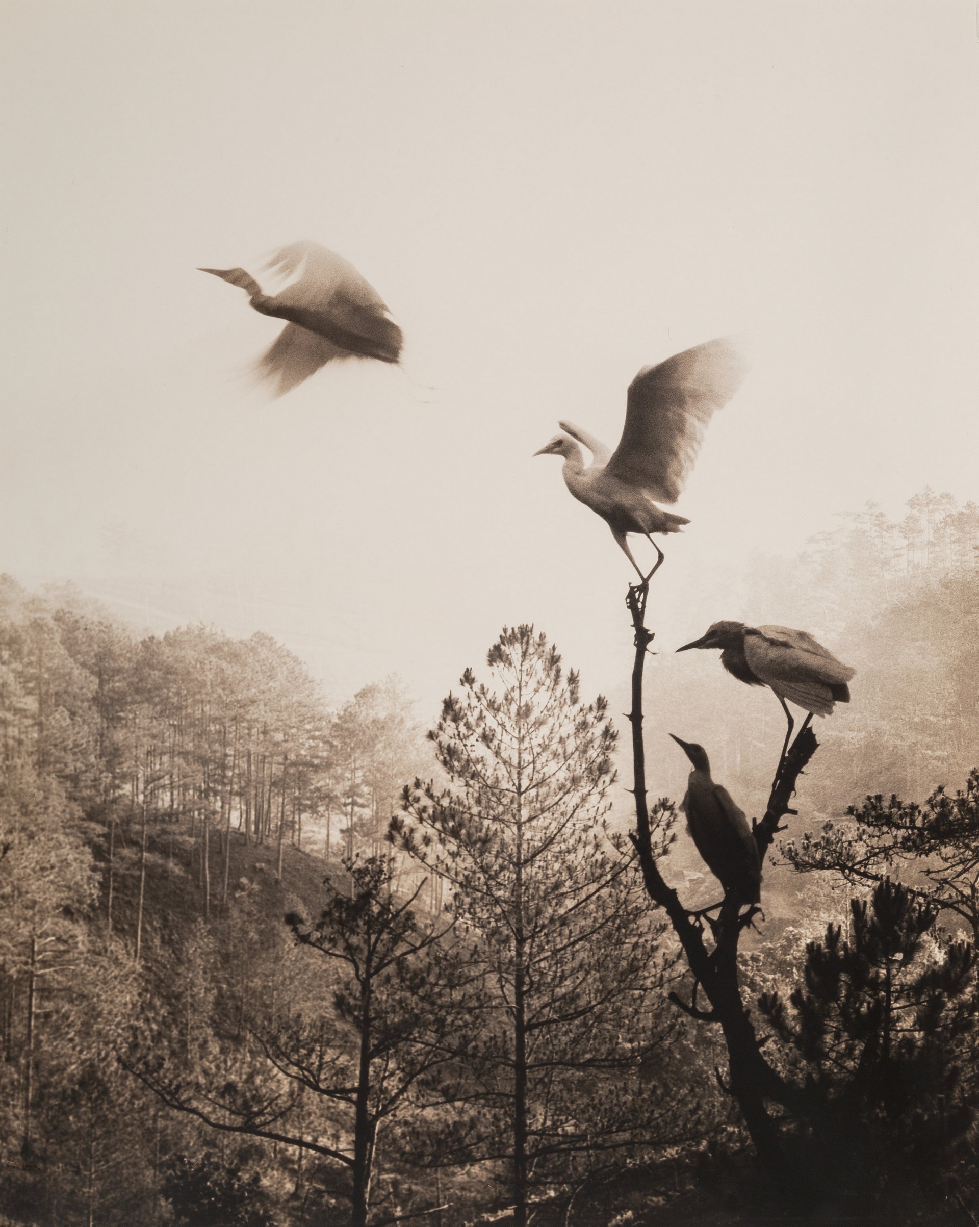 Птицы в полёте, 1984. Автор Дон Хонг-Оай