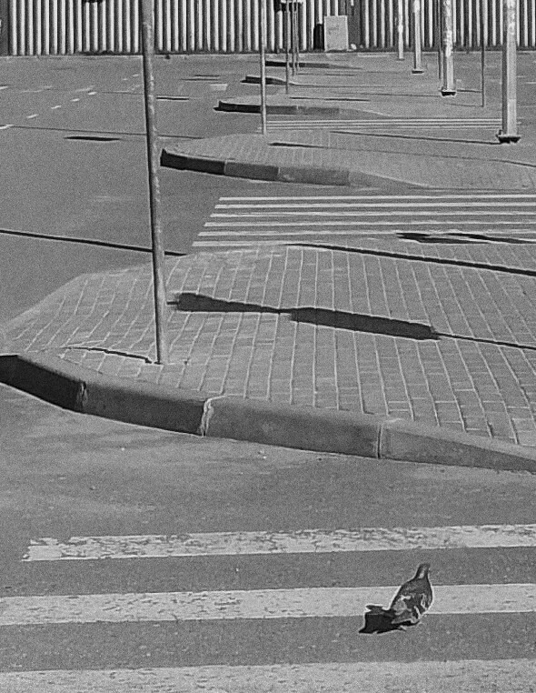 Pigeon in stripes 