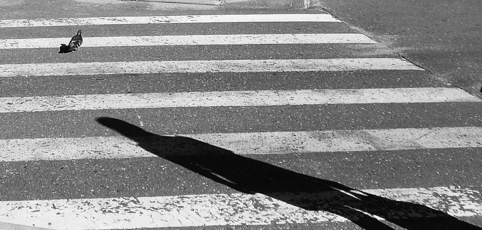Chasing a pigeon 