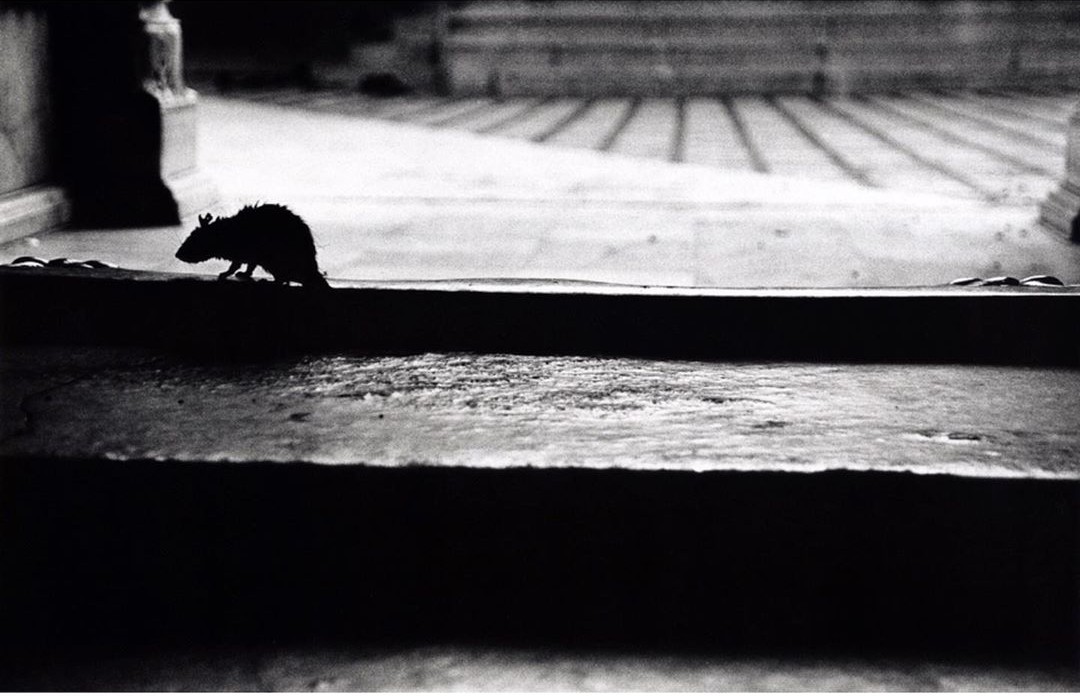 В храме Карни Мата, где проживает более 25 000 крыс. Раджастхан, Индия. Автор Уолтер Ротуэлл