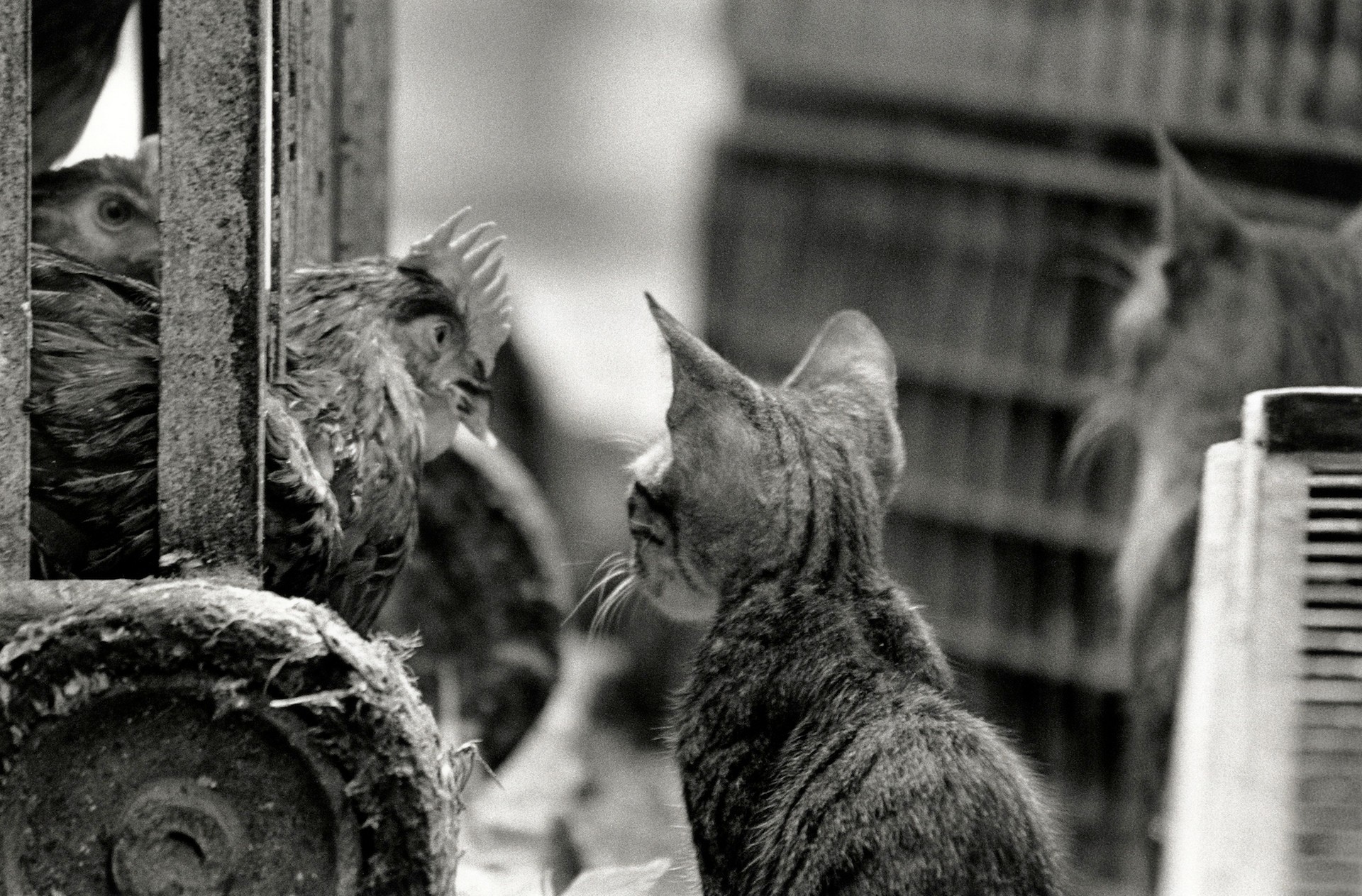 «Каирские коты». Автор Уолтер Ротуэлл (9)