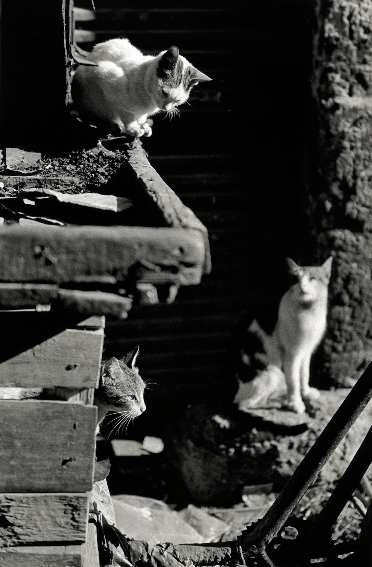 «Каирские коты». Автор Уолтер Ротуэлл (10)