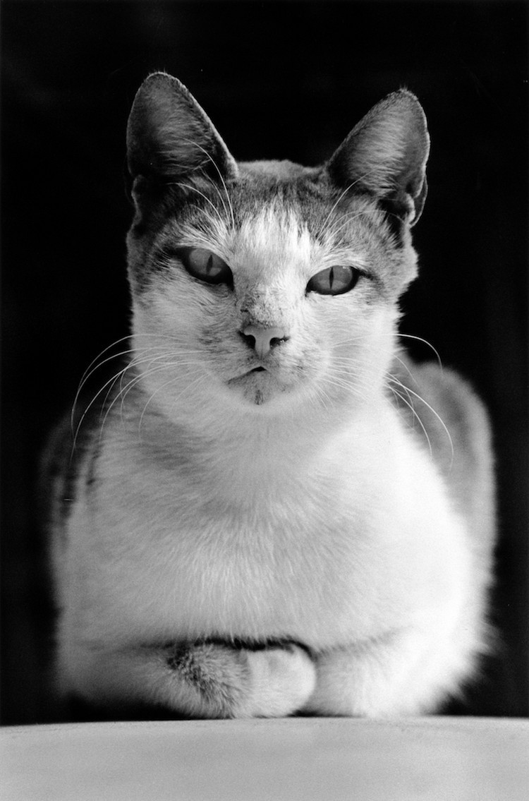 «Каирские коты». Автор Уолтер Ротуэлл (19)