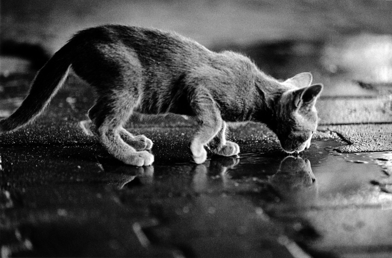 «Каирские коты». Автор Уолтер Ротуэлл (20)