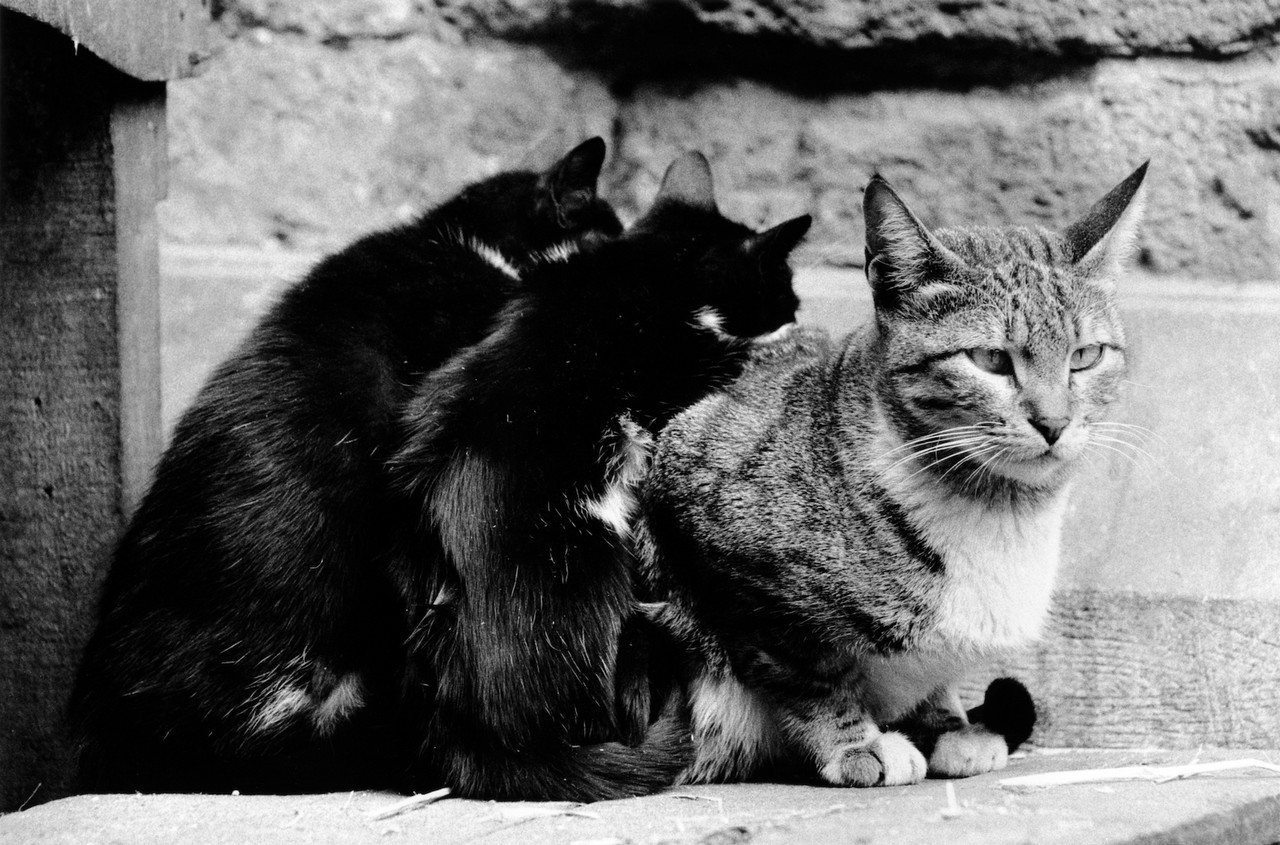 «Каирские коты». Автор Уолтер Ротуэлл (22)