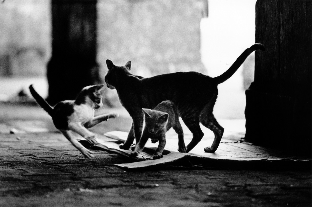 «Каирские коты». Автор Уолтер Ротуэлл (23)