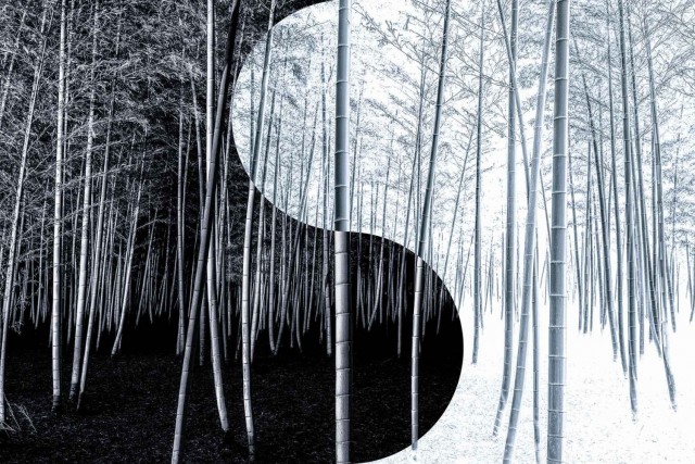 «Инь и ян». Бамбуковый лес. Гран-при и 1 место в категории «Файн-арт», 2020. Автор Такео Хиросе