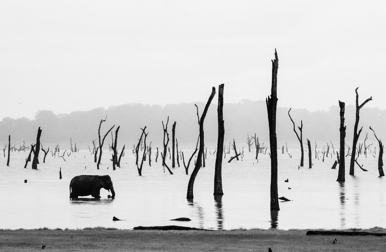 Одинокий слон. Финалист в категории Пейзаж и природа, 2020. Автор Чиа-чи Янг