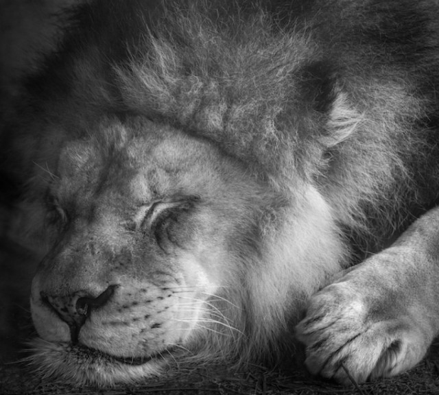 «Спящий лев». Финалист в категории «Люди и животные», 2020. Автор Дэвид Бартлетт