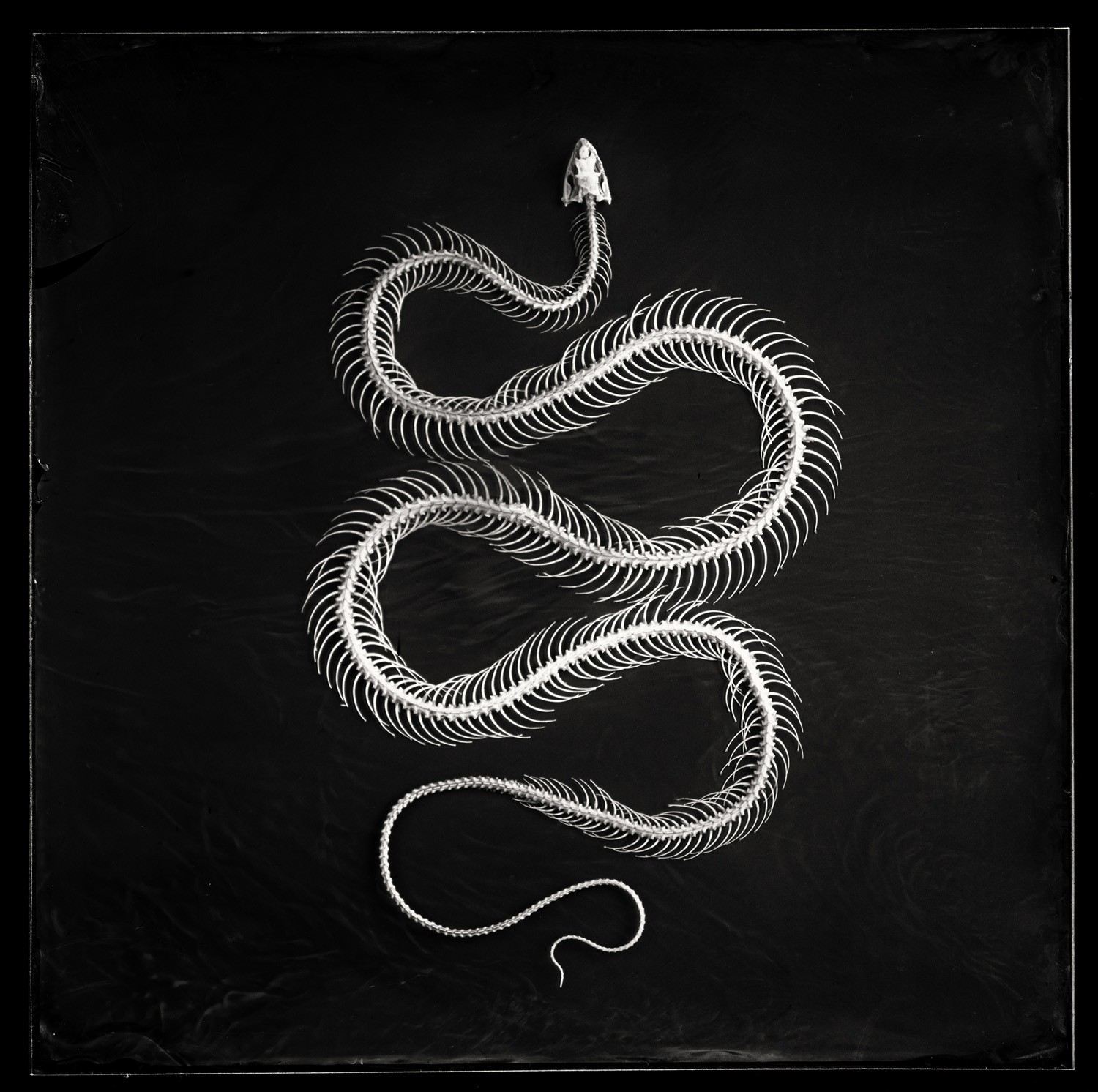 «Скелет змеи». 3 место в категории «Файн-арт». Автор Питер Элевелд